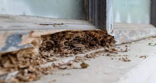 7 Tanda Tanda Serangan Rayap di Rumah dan Cara Mengatasinya